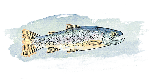 beardslee-trout