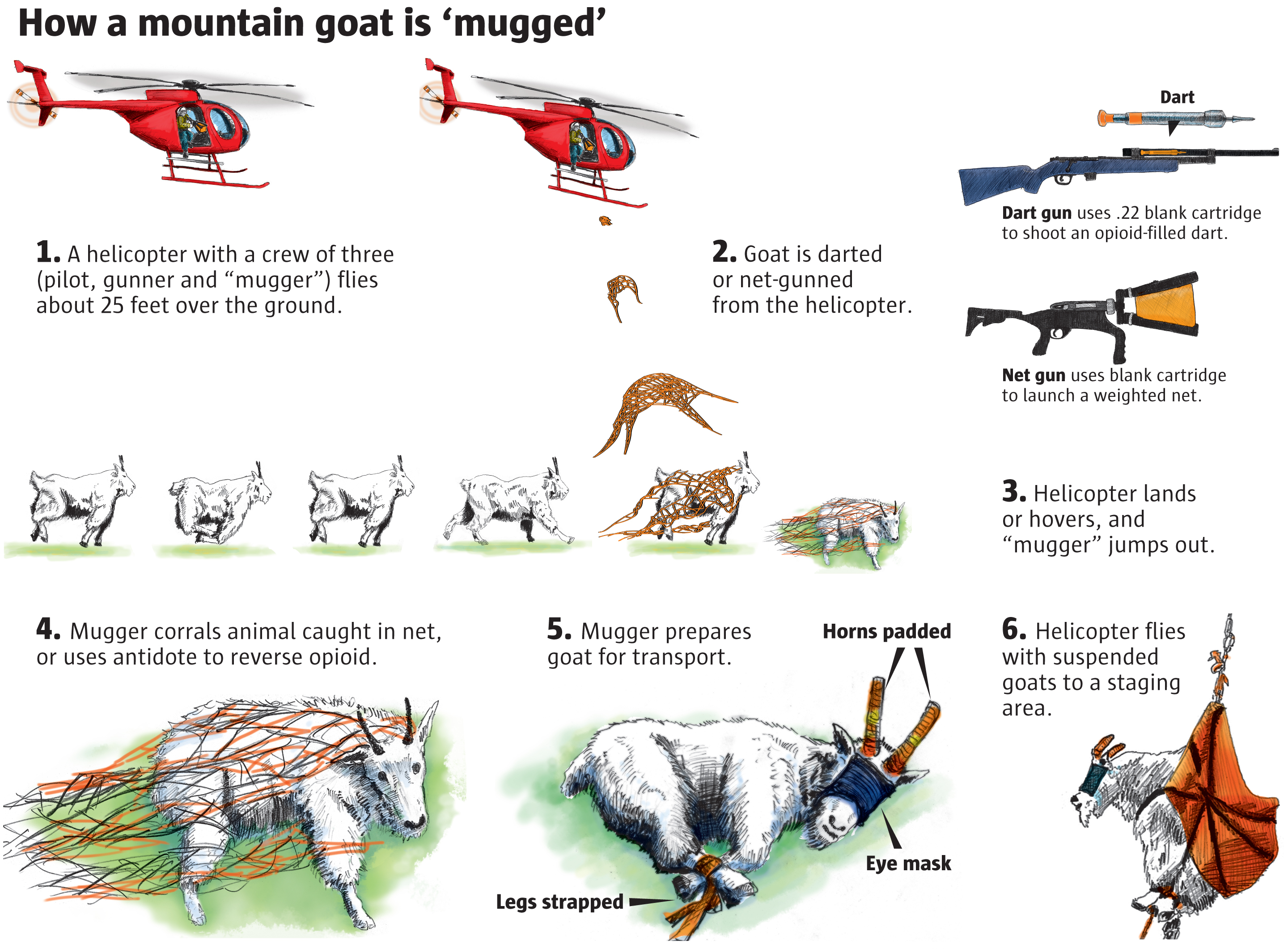 How a mountain goat is 'mugged'