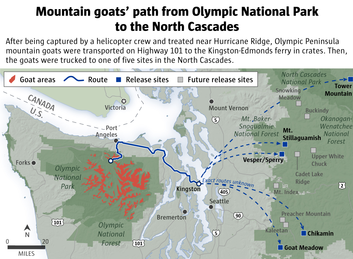 Mountain goats' path from Olympic National Park to the North Cascades