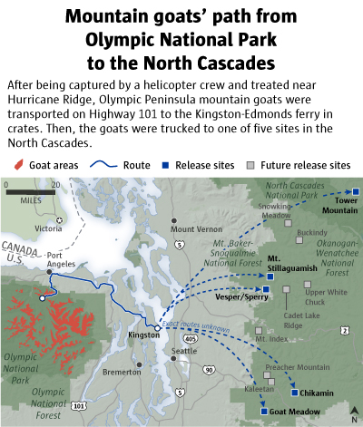 Mountain goats' path from Olympic National Park to the North Cascades