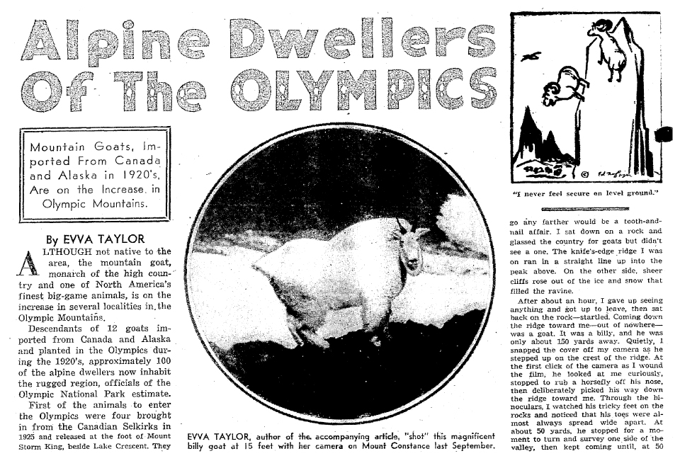 Historic article clipping on mountain goats