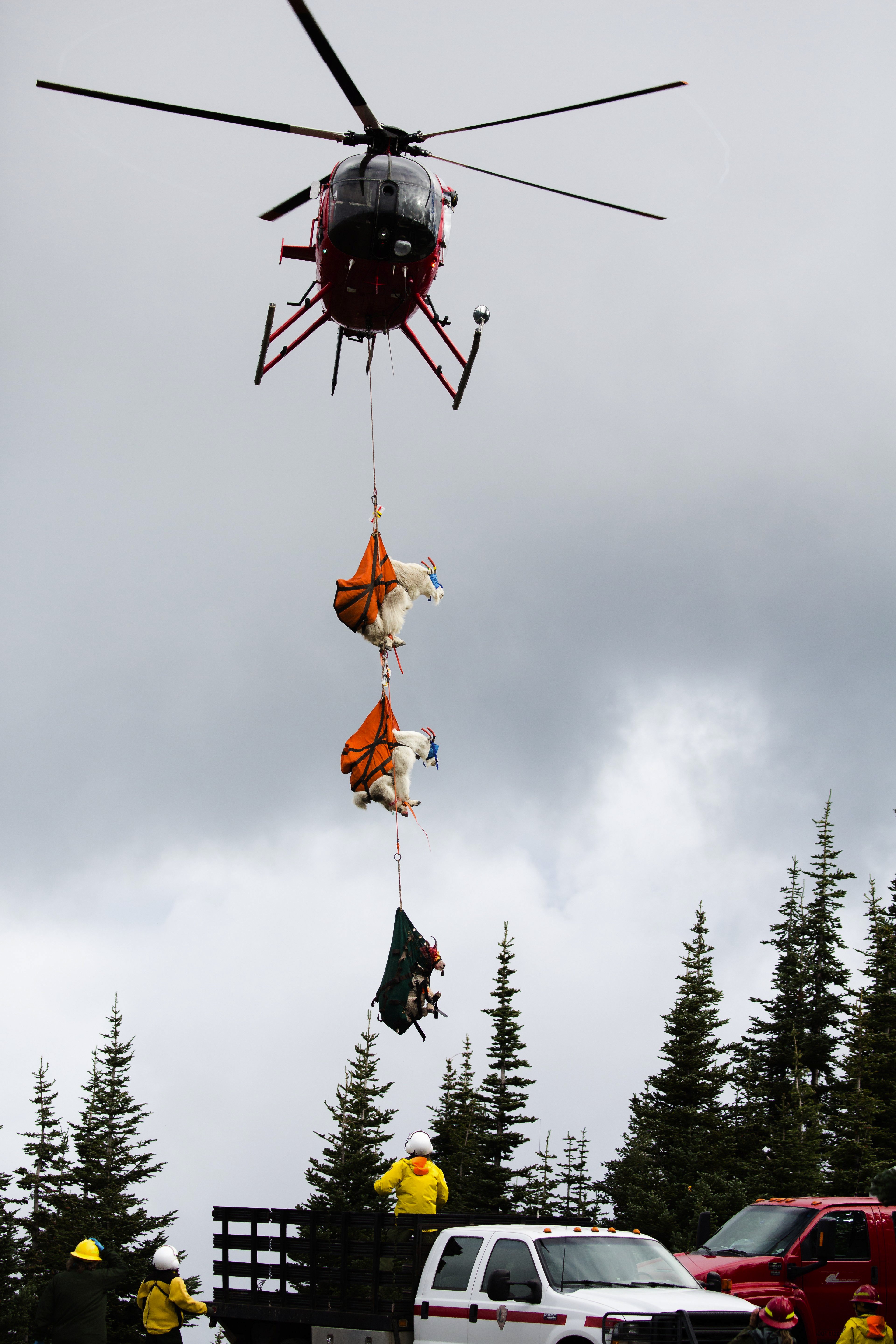 Goats dangling from a helicopter