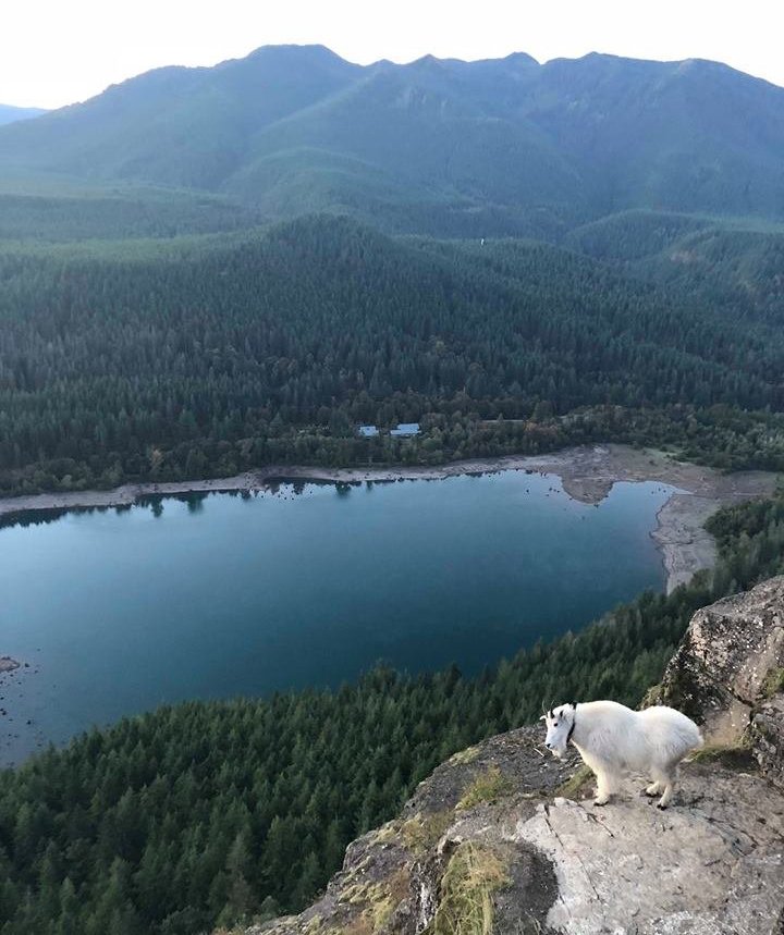 Goat standing on Rattlesnake Ledge