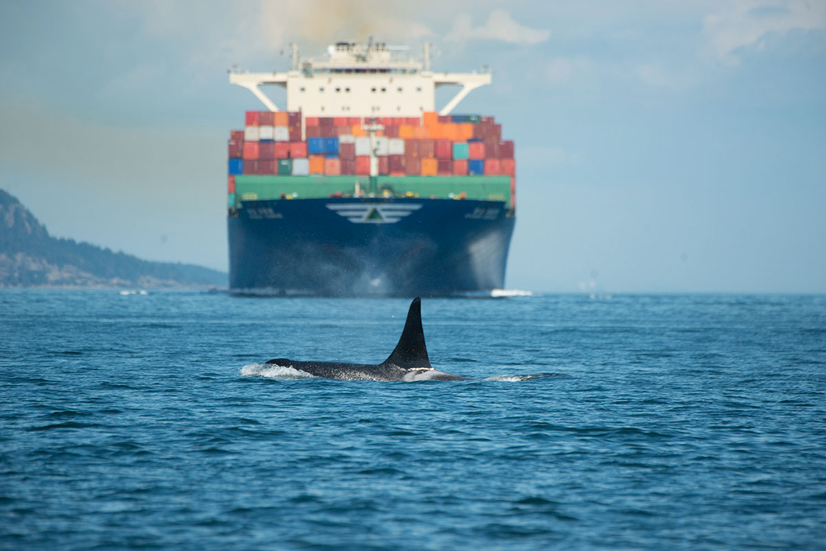 The Roar Below How Our Noise Is Hurting Orcas Search For Salmon