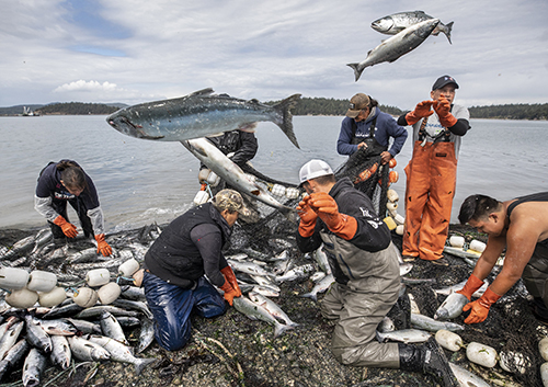 The fish were really flying off Lone Tree Point near La Conner after this seining net was pulled ashore, and after I moved in as tightly as possible, fish scales coated my lens as it was randomly hit by pink salmon. From left are members of the Swinomish Indian Tribal Community fishing crew: Tamara Cayou, Donna Ikebe (on knees), David Grossglass (white hat), John Grossglass (brown hat), Tandy Grossglass (with orange slicker) and Jahrel Cayou, at far right. The Swinomish have been fishing off this beach for generations.