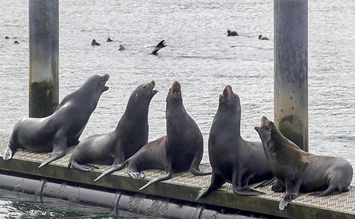 On her morning walk, Seattle Times photo editor Cara Brannan messaged me that California sea lions were making a lot of noise at a dock near Ray’s Boathouse, just west of the Ballard Locks. She suggested it might make a great photo. Their chorus was hilarious. The sea lions were perched on a dock that rolled back and forth, making it a precarious landing. Winter steelhead returning to Puget Sound drew their appearance. I used a 300 mm lens on a Canon 5D Mark IV. I also made a video that was used online.