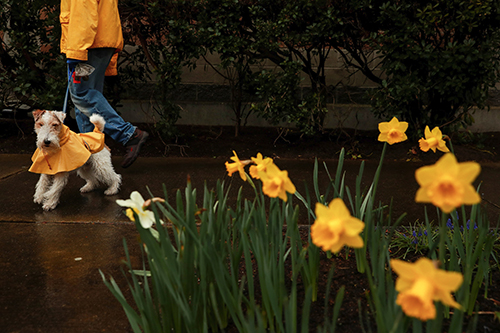 Mark Seklemian walks with his wire fox terrier, Bandit, in West Seattle during a rainstorm. 