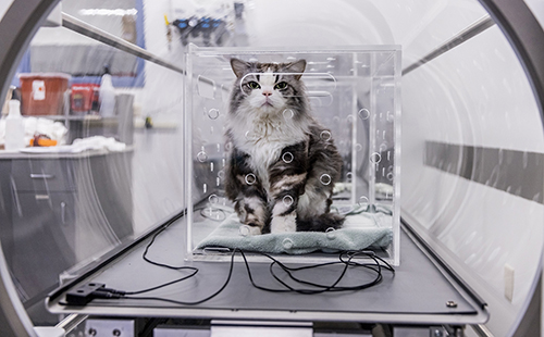 Henry the cat sits in a ventilated box inside a hyperbaric oxygen chamber in the emergency room at the Animal Medical Center of Seattle in Shoreline, where he was being treated for irritable bowel syndrome. I was initially drawn to photograph Henry because I’ve never seen a cat with so much attitude: In hindsight, the photo encapsulated the feeling of what I think many are experiencing in the pandemic.