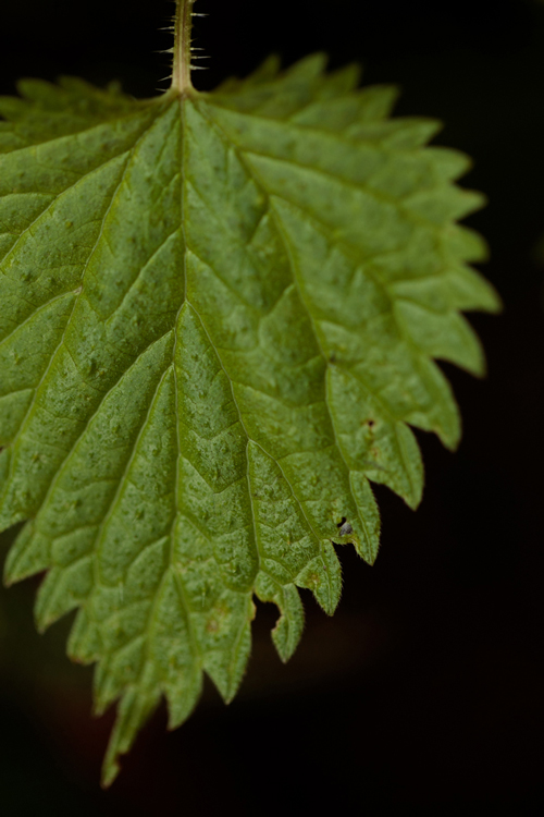 Close up of a nettle leaf