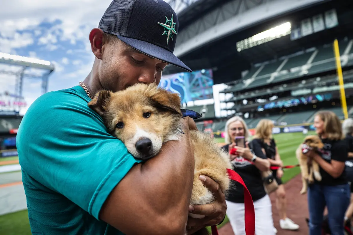 We found out this summer that there are two things Seattle loves most: puppies and Julio Rodriguez. And having the two of them together in the same photograph elicited tremendous reader response. And who could blame them? One you just want to cuddle — and then there are puppies! The event was a pet-adoption awareness event at T-Mobile Park, where puppies were brought to the field for batting practice, and players unsurprisingly were drawn to the puppies. All of the players — Rodriguez included — found at least one they wanted to take home. Rodriguez inquired about this one, but knew it could never be for a player on the road as much as he is.