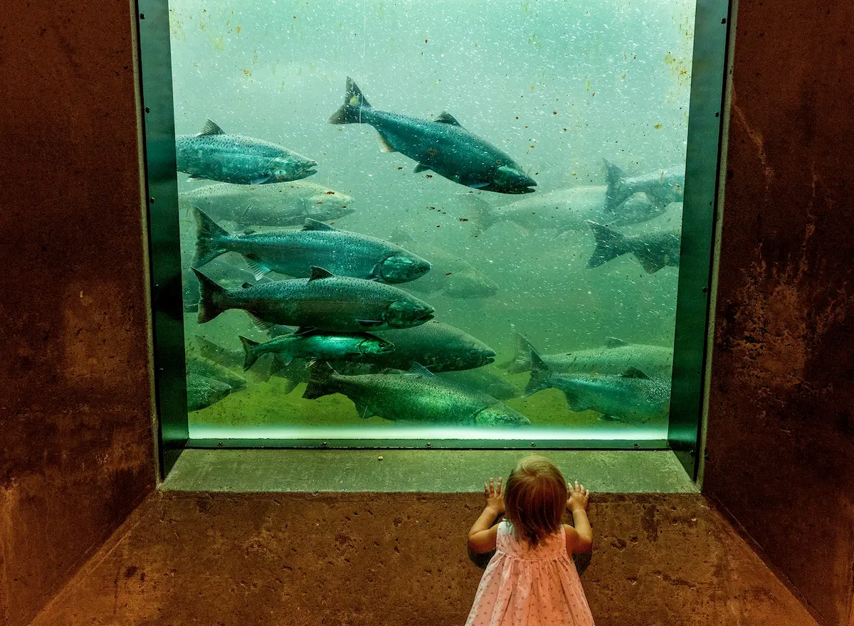 At the Ballard Locks fish ladder observation room, who could say exactly what Ronya Strasdat of Bitter Lake thought of these (mostly Chinook) salmon, as they struggled against currents while making their way to fresh water, all while appearing to defy gravity above her? Many of the fish weigh as much as 19-month-old Ronya does (around 20 pounds, according to her mother). Every photographer on our staff probably has taken a similar photo more than once; I know I have, and the newspaper keeps publishing them — a cycle not unlike a salmon run itself.