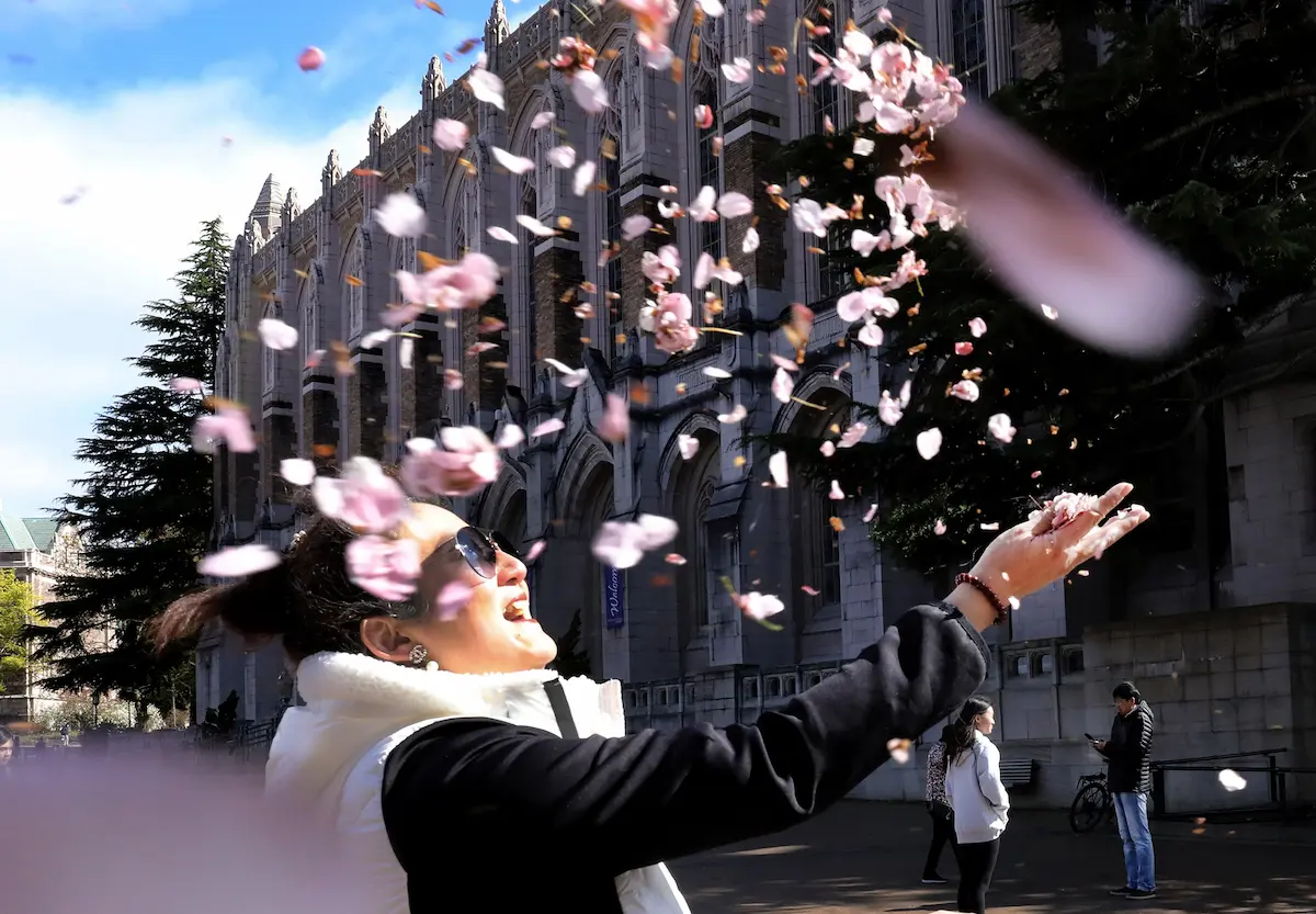 In search of a windy-weather feature photo on the University of Washington campus, I saw Lina Yu just as I was headed to the parking garage. She was tossing cherry blossoms aloft during a break in a computer conference. Her delight filled the space. Yu was visiting from San Francisco.