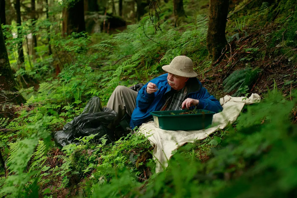 Spider expert Rod Crawford sifts through moss, looking for spiders near South Fork Canyon Creek in Snohomish County. “When Crawford started serious spider-hunting in 1971, his mentor gave him a booklet that listed160 species statewide,” writes Pacific NW magazine reporter Sandi Doughton. “The total is now up to 964 and counting, thanks largely to Crawford and his small team of volunteers. He has discovered nearly 200 species that hadn’t been described before, many of which proved to be new to science.