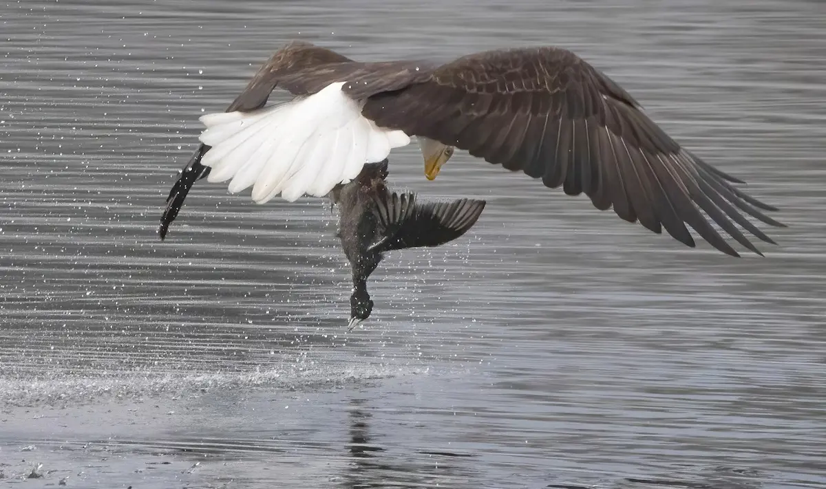 After being chased by gulls, a bald eagle dives down to Lake Washington near Seward Park, grabs an American coot and flies off. Bald eagles in many areas eat mainly fish, but their diet also includes birds and other small mammals. I was just at the park checking the weather for a photo when I saw an eagle flying overhead. I started following it with a long lens, and suddenly it swooped. I didn’t even know what it had plucked from the water until a passerby told me he thought it had caught a duck. I checked the back of my camera, and the image was tack sharp. Lucky shot. I just felt so sorry for the poor little guy.