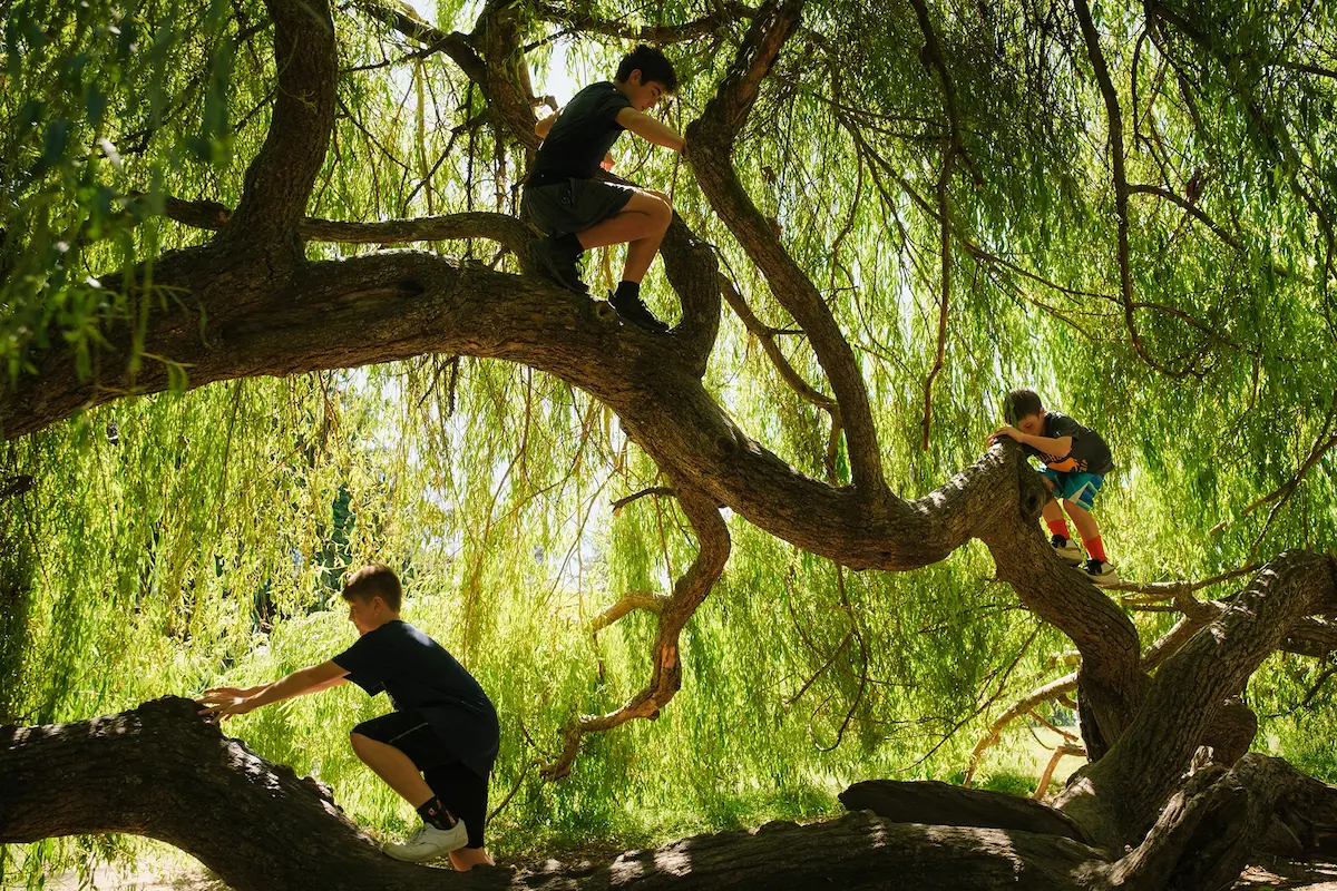 From left, Manny, 12, Hawk, 14, and Ben Sack, 10, clamber along the branches of a willow tree at Saint Edwards State Park in Kenmore, WA on July 19, 2022.