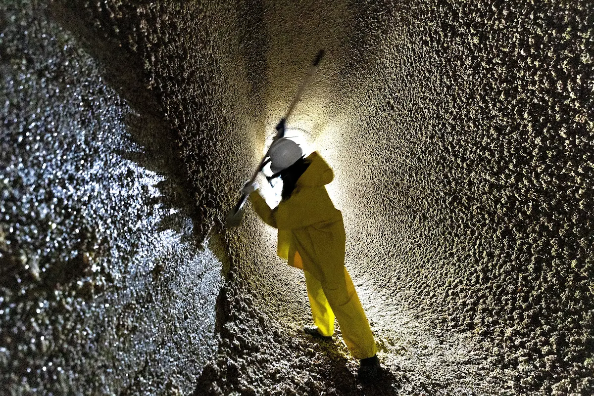 U.S. Army Corps of Engineers crew member, Mae Ancheta, scrapes barnacles off a tunnel inside the walls of the large lock at the Hiram M. Chittenden Locks in Ballard on Nov. 18 during the annual maintenance cleaning. Photography tries to give readers a sense of what it feels like to be on scene but in this case it fell short. What it couldn't convey was the extraordinary smell. It stunk! The stifling pungent sea air in near total darkness made for challenging working conditions. I was in awe of these workers from the US Army Corps who volunteered for this shift. The city owes them a great deal of gratitude.