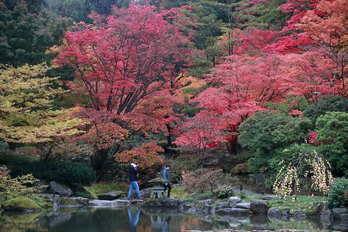 The Seattle Japanese Garden, part of the Washington Park Arboretum, is especially spectacular in the fall, when the vine maples develop bright crimson, gold, orange and red colors. You really can't miss. I used a 70-200mm lens for this photo, shot on November 4. 